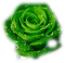 patymirabelle rose - bezmaksas png animēts GIF