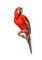 Kaz_Creations Parrot Bird - gratis png animeret GIF