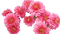 Chrysanthemen - PNG gratuit GIF animé