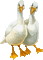 oie gif goose - Nemokamas animacinis gif animuotas GIF