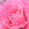 Fond Irena gif deco glitter fleur rose