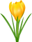 yellow flower  Bb2 - Free PNG Animated GIF