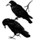 Ravens - Free PNG Animated GIF