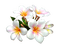 fleurs - png grátis Gif Animado