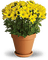 Kaz_Creations  Flowers Vase Plant - png gratis GIF animado