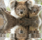 Australia animals koala bp - GIF animé gratuit GIF animé