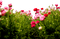 Kaz_Creations Grass Flowers - zadarmo png animovaný GIF