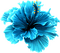 blue flower  Bb2