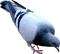 pigeon - PNG gratuit GIF animé