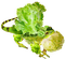 Lettuce leaf dragon nature plant frog - gratis png animeret GIF