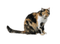 Tube Animaux Chat - 無料png アニメーションGIF