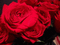 RED ROSES - 無料のアニメーション GIF アニメーションGIF