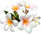 Flores - бесплатно png анимированный гифка