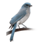 gala birds - nemokama png animuotas GIF