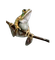 frog-groda-minou52 - Free PNG Animated GIF