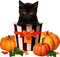 Black Cat with Pumpkins - bezmaksas png animēts GIF