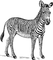 zebres - δωρεάν png κινούμενο GIF