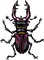 beetle - ilmainen png animoitu GIF