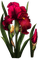 red iris Bb2 - 免费PNG 动画 GIF