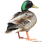 duck katrin - бесплатно png анимированный гифка