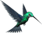 humming bird - ilmainen png animoitu GIF