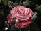 Flores - Kostenlose animierte GIFs Animiertes GIF