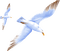 seagulls Bb2 - PNG gratuit GIF animé