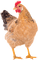 kana, chicken - PNG gratuit GIF animé
