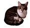 Luna the cat - PNG gratuit GIF animé