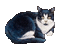 kotek - Darmowy animowany GIF animowany gif