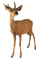 deer - PNG gratuit GIF animé