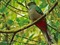 mignon oiseaux tropicale - PNG gratuit GIF animé