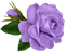 purple-flower - δωρεάν png κινούμενο GIF