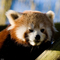 panda roux - бесплатно png анимированный гифка