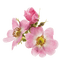 Spring.Fleur.Flower.Pink.Victoriabea - PNG gratuit GIF animé