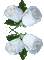 spring printemps flower fleur blossom fleurs gif anime animated tube deco blume rose white blanc effect