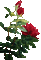 квіти - Безплатен анимиран GIF анимиран GIF
