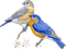 dulcineia8  pássaros - bezmaksas png animēts GIF