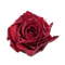Flowers burgundy bp - Free PNG Animated GIF