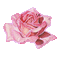 Róża różowa8 - Gratis geanimeerde GIF geanimeerde GIF