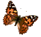 Papillon - GIF animado gratis GIF animado
