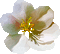 Y.A.M._Summer Flowers Decor - Ücretsiz animasyonlu GIF animasyonlu GIF