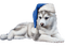 Siberian Husky - png gratis GIF animado