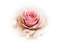 tube rose - png gratis GIF animasi