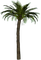 Palm Tree.Green.Brown - gratis png geanimeerde GIF
