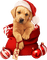 Kaz_Creations Christmas-Dog - PNG gratuit GIF animé