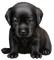 animal-dog--djur-hund - PNG gratuit GIF animé