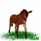 donkey--NitsaPapacon - Nemokamas animacinis gif animuotas GIF