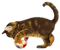 Kaz_Creations Cats Cat - δωρεάν png κινούμενο GIF