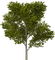 albero - zdarma png animovaný GIF